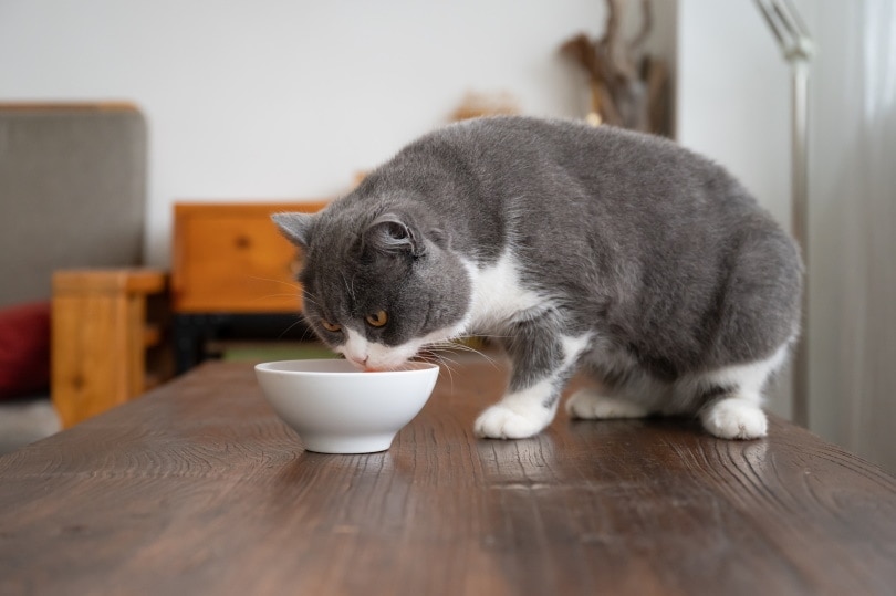Proč moje kočka žere tak rychle? Příčiny a prevence prověřené veterinárním lékařem