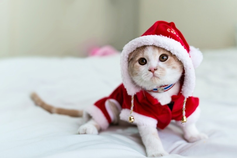 kočka na sobě kostým santa claus