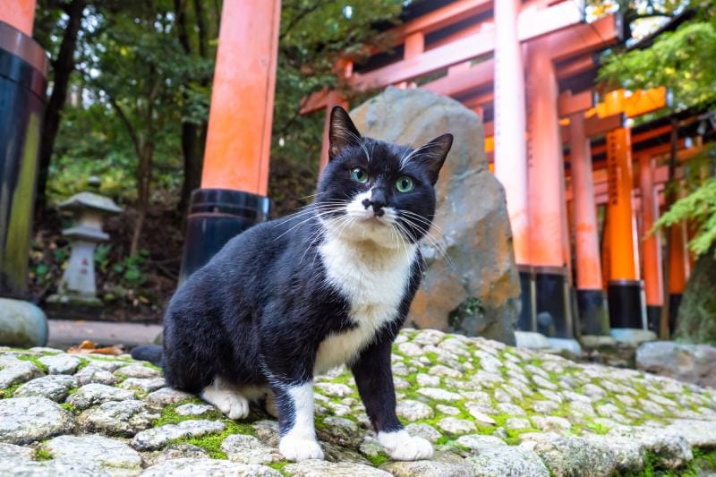 Kočka v japonských obloucích v chrámu Kyoto Fushimi Inari