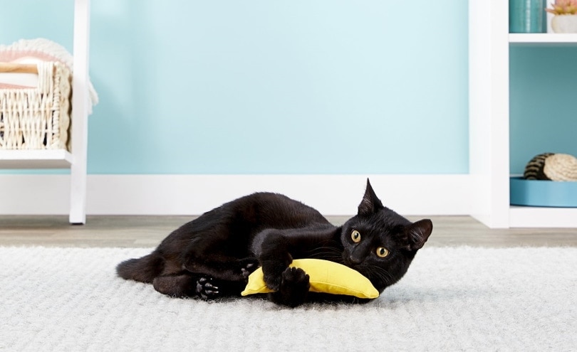 Jooo! Catnip banán cat toy_chewy