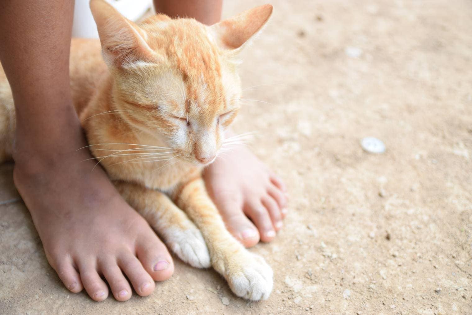 Proč kočky spí u vašich nohou? 5 důvodů pro toto chování