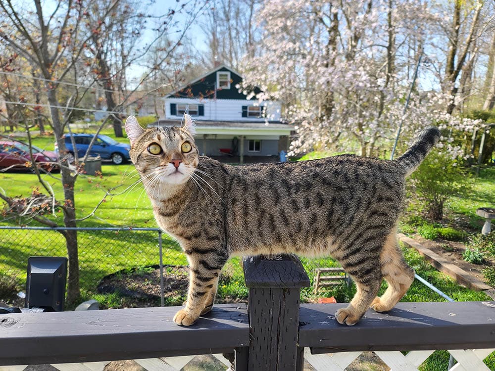 Highlander stojící na zábradlí verandy