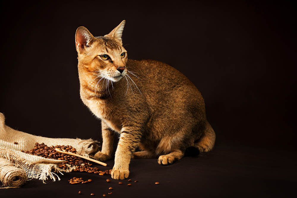 Chausie kočka na tmavém pozadí