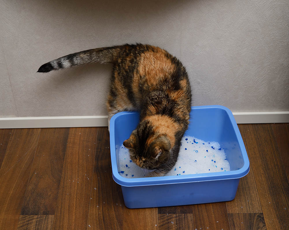 Proč kočky zahrabávají své hovínko? 3 důvody zkontrolované veterinárním lékařem