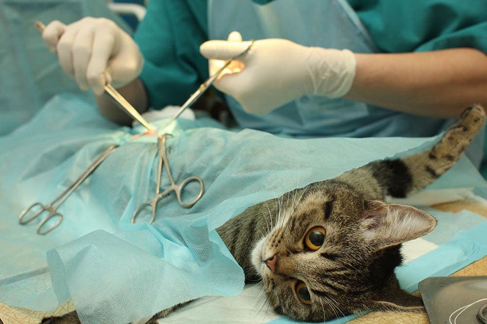 Dokážete vykastrovat kočku v horku? Fakta zkontrolovaná veterinářem a časté dotazy
