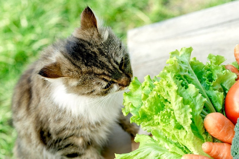 Cat jíst salát