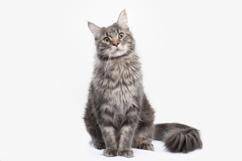 zaškrtnutý tabby maine coon