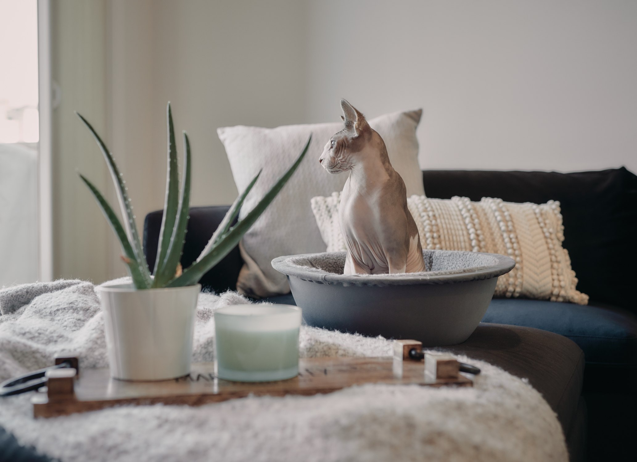 sphynx kočka ve šťastném hnízdě na gauči 2