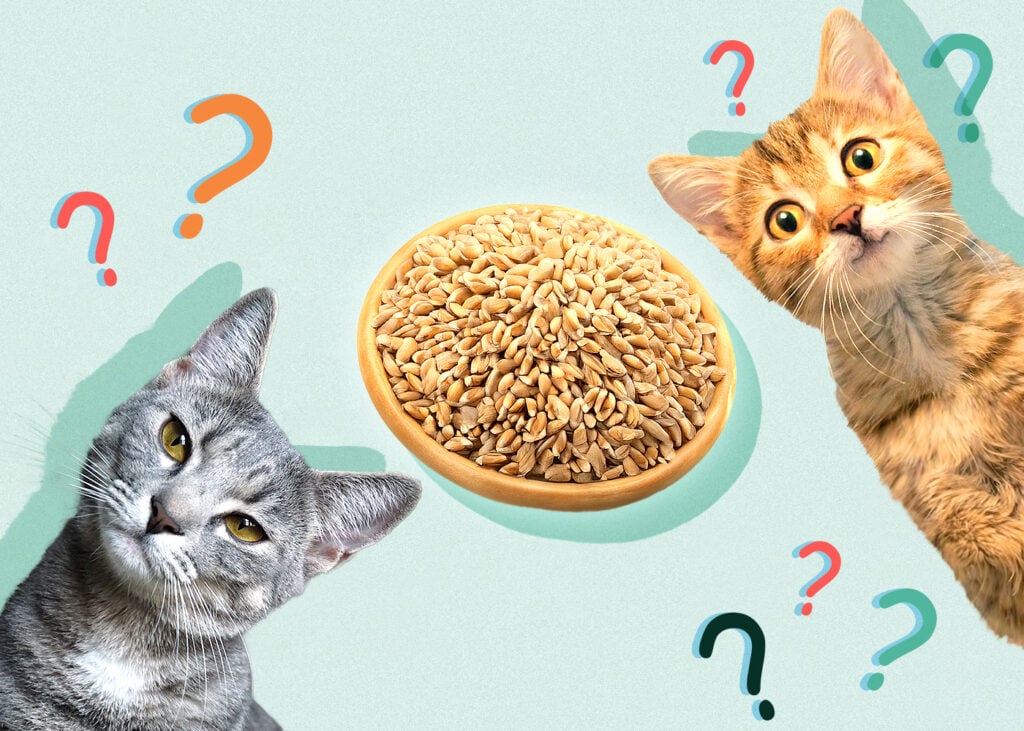 Mohou kočky jíst pšenici? Fakta a bezpečnostní příručka zkontrolovaná veterinářem