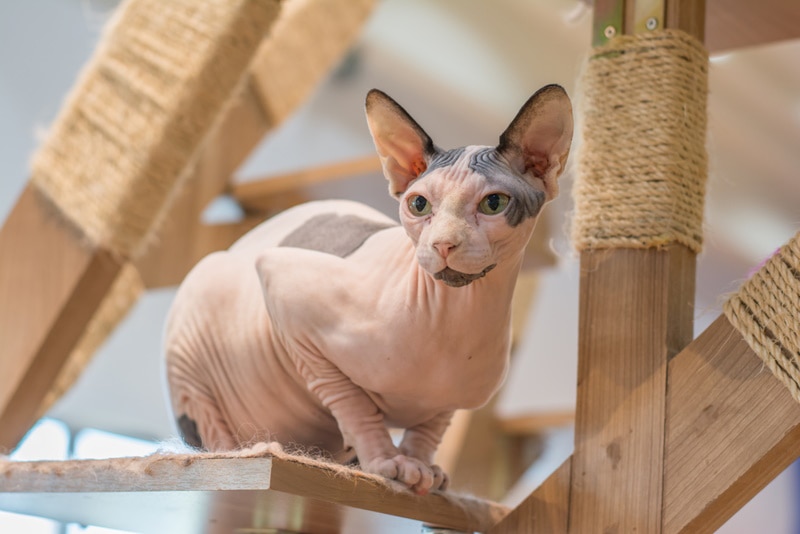 sphynx kočka v dřevěné kočičí strom