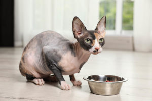 jíst sphynx