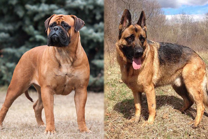 Bullmastiff Německý ovčák Mix: Informace, obrázky, vlastnosti a fakta