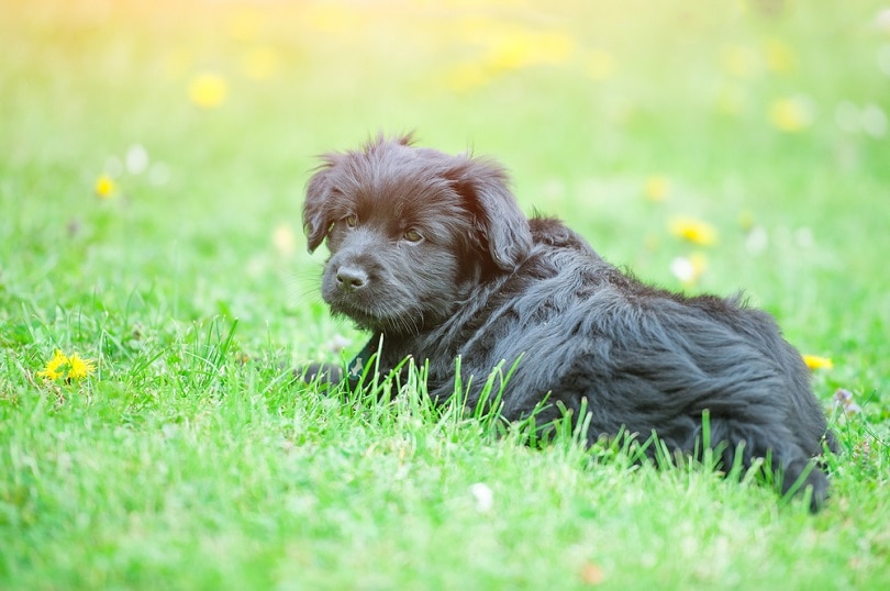 Bergamasco štěně na louce