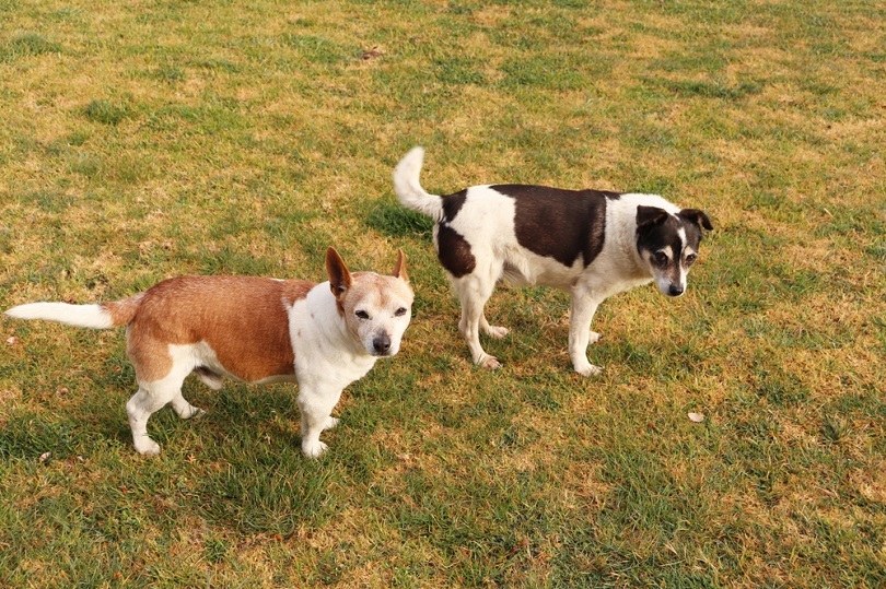 Mini Foxy Russell (Mini Foxteriér & Jack Russell Terrier Mix) Informace o plemeni psa: Obrázky, vlastnosti a fakta