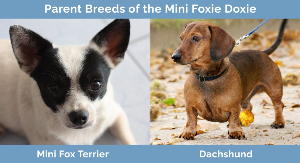 Rodičovská plemena Mini Foxie Doxie