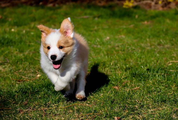 Bílé a hnědé štěně Corgi