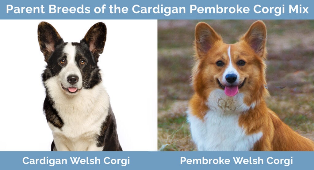 Rodičovská plemena Cardigan Pembroke Corgi Mix