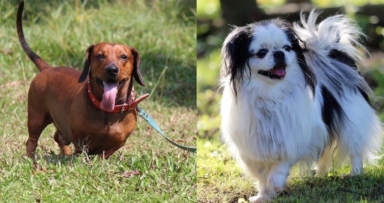 Doxie Chin - Jezevčík Japonec Chin Mix