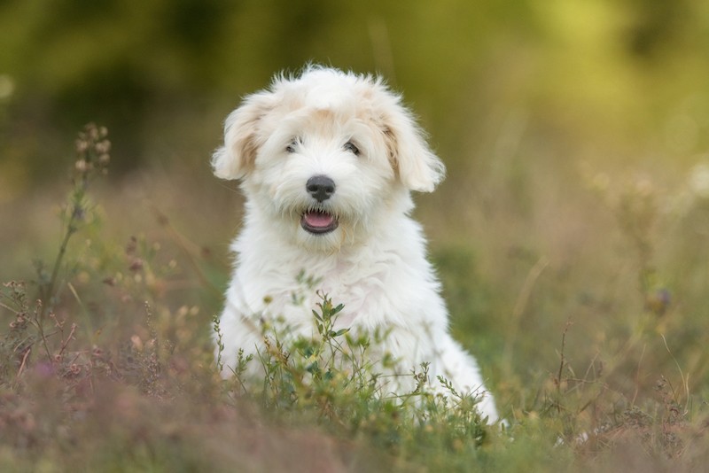 Informace o plemeni psa Coton Beagle: Obrázky, osobnost a fakta