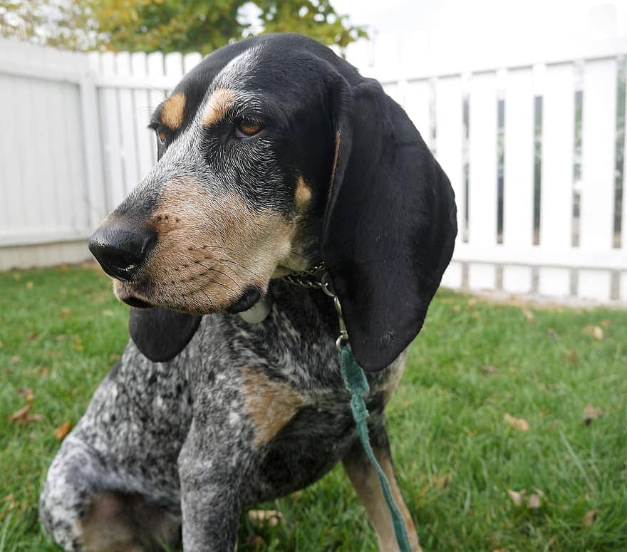 bluetick coonhound zblízka