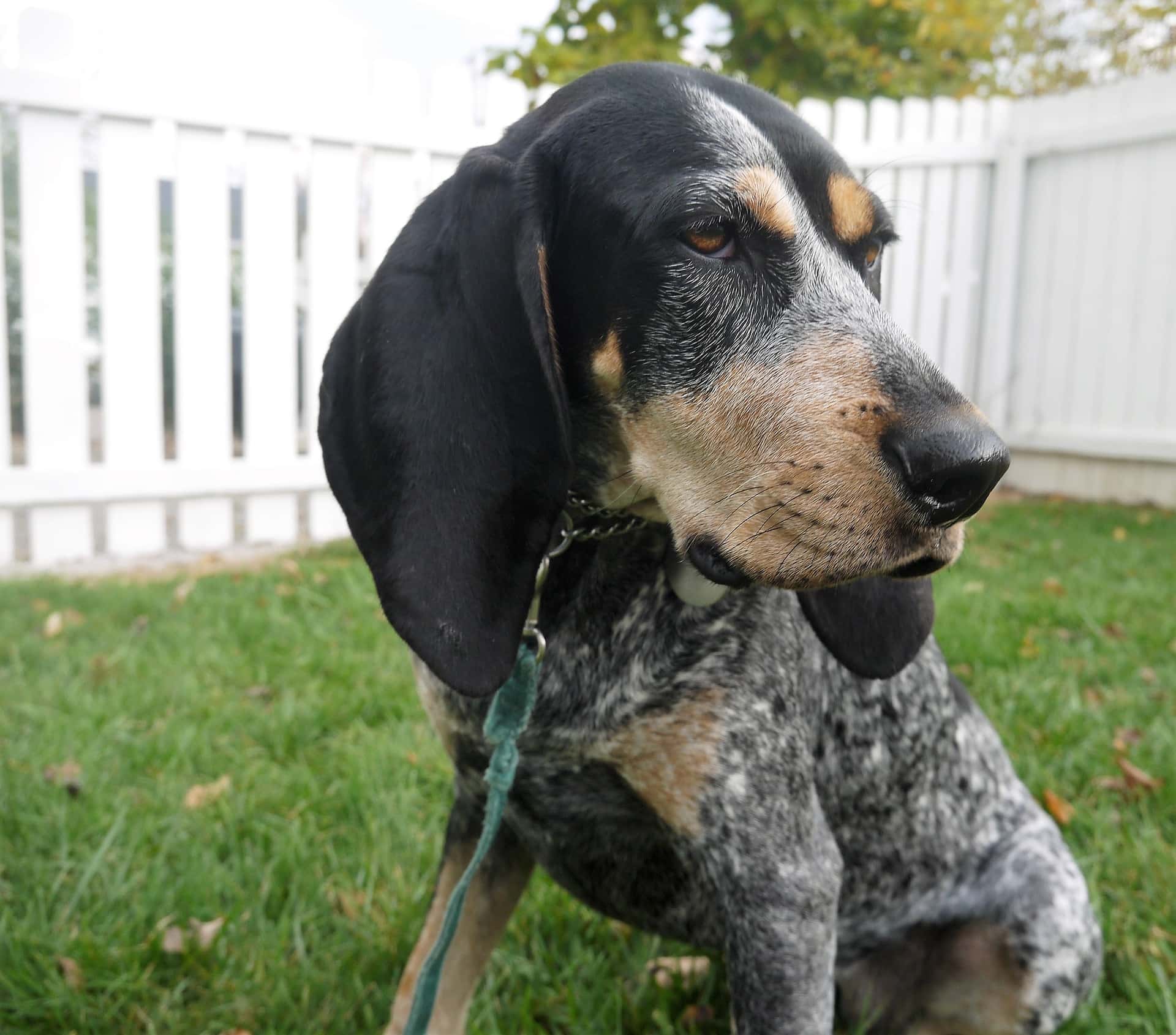 Informace o plemeni Bluetick Coonhound, obrázky, osobnost a fakta