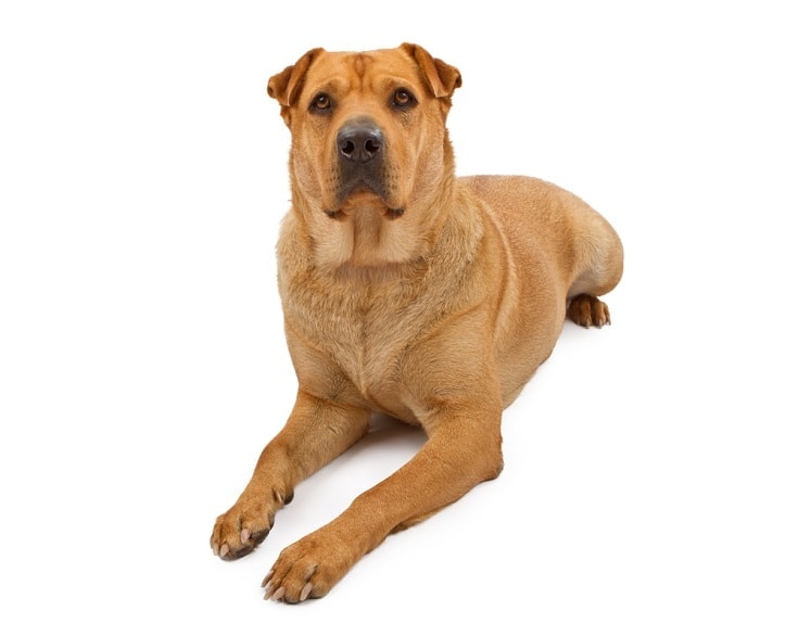 Shar Pei Akita Mix Psí plemeno