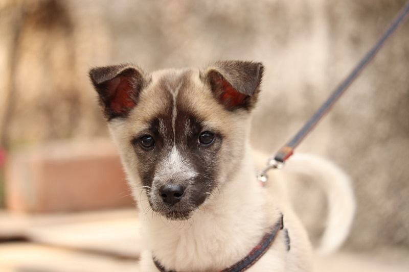 norský elkhound