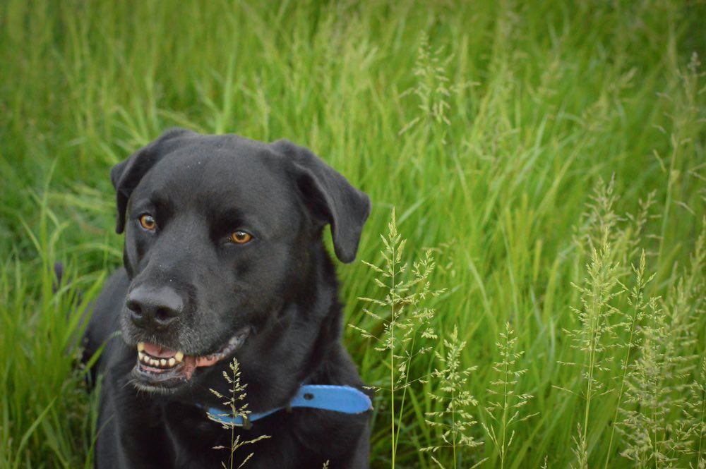 Černý labrabul v trávě
