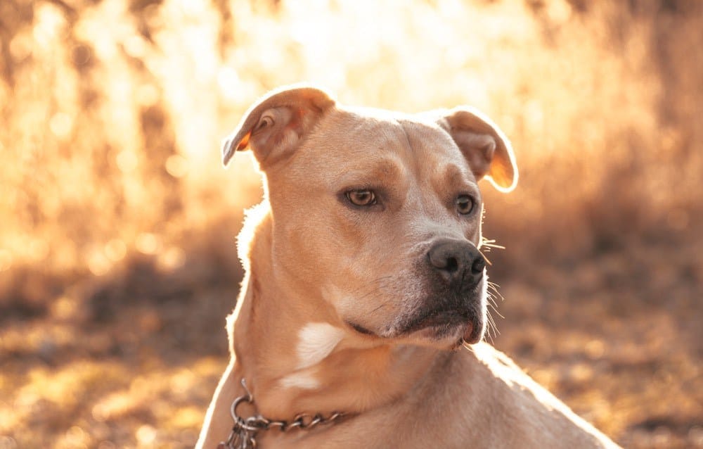 Zlatý Labrabull Labrador Pitbull Mix