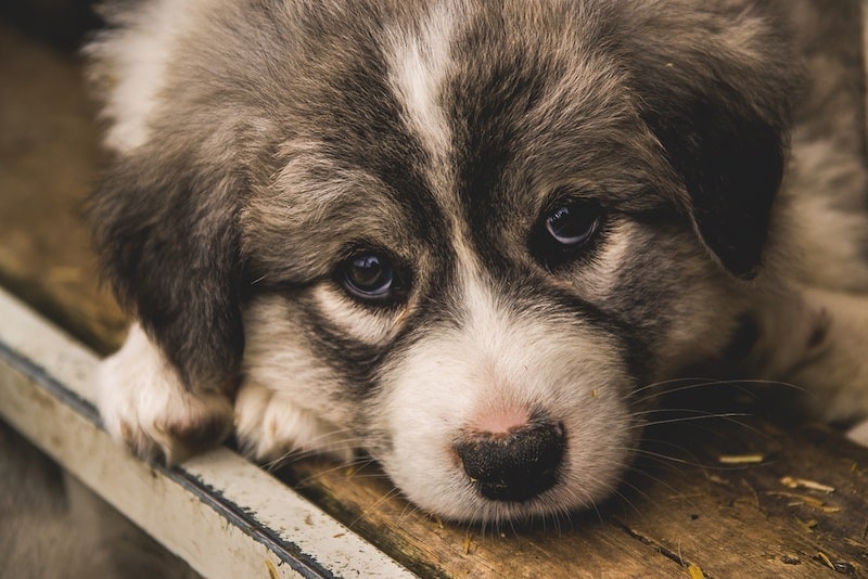 Hug husky mops smíšené plemeno štěně