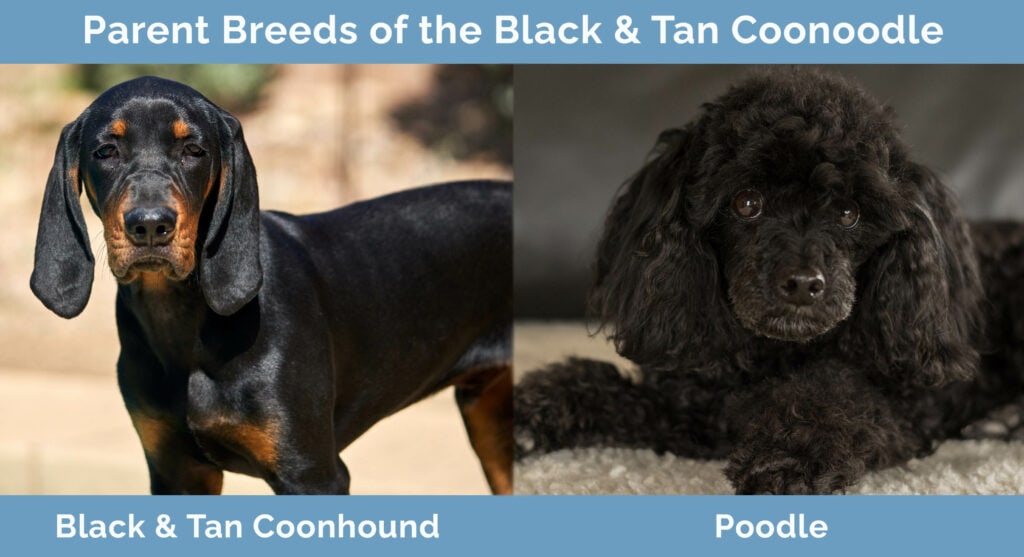 Rodičovská plemena Black & Tan Coonoodle