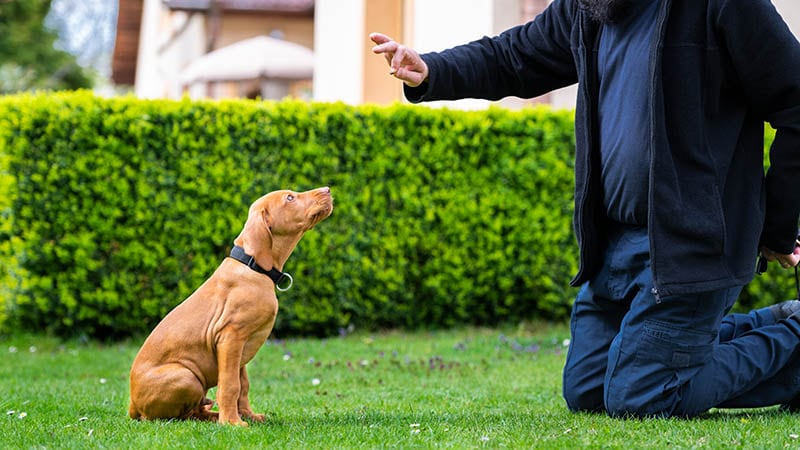 vizsla nosí obojek při tréninku