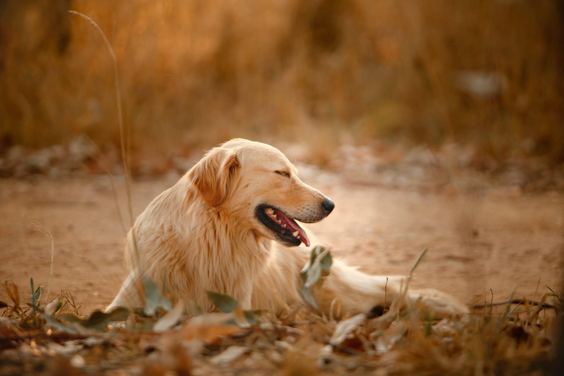 Zlatý retriever
