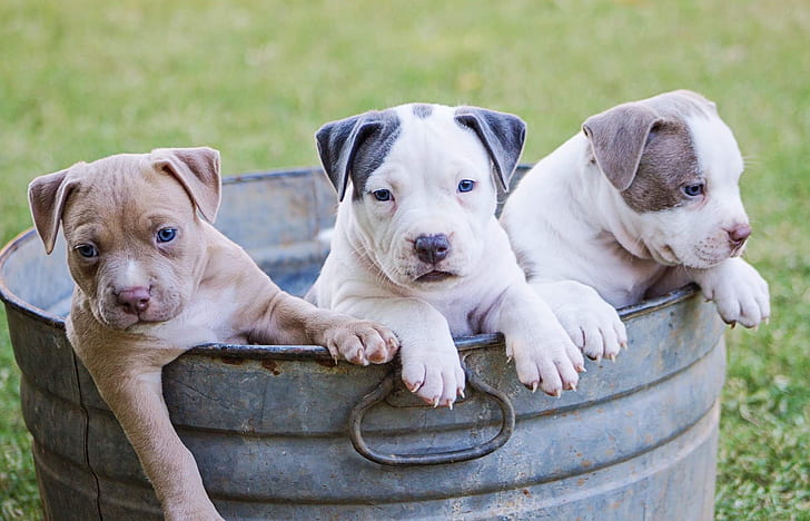 Blonďatý americký pitbulteriér