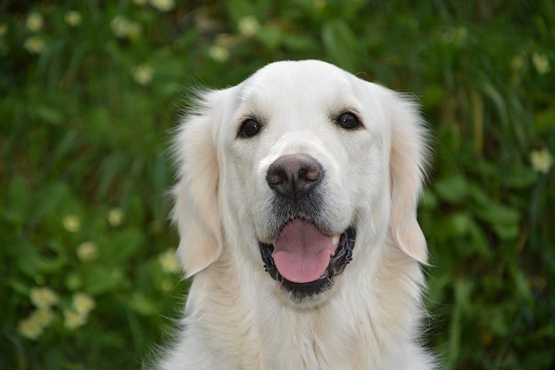 Zlatý retriever
