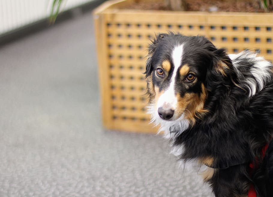 Border Beagle (Bígl & Border Collie Mix): Informace, obrázky, vlastnosti a fakta