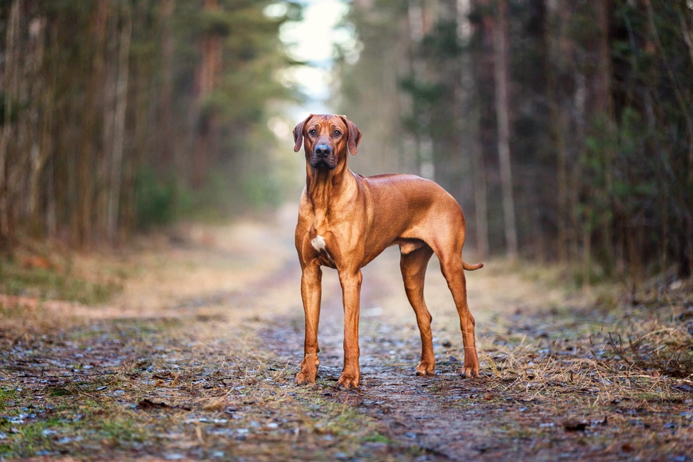 Barvy a znaky rhodéského ridgebacka