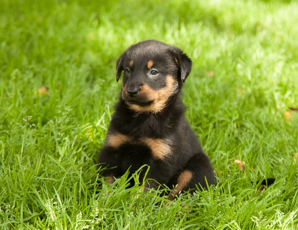 Štěně Beaucerona