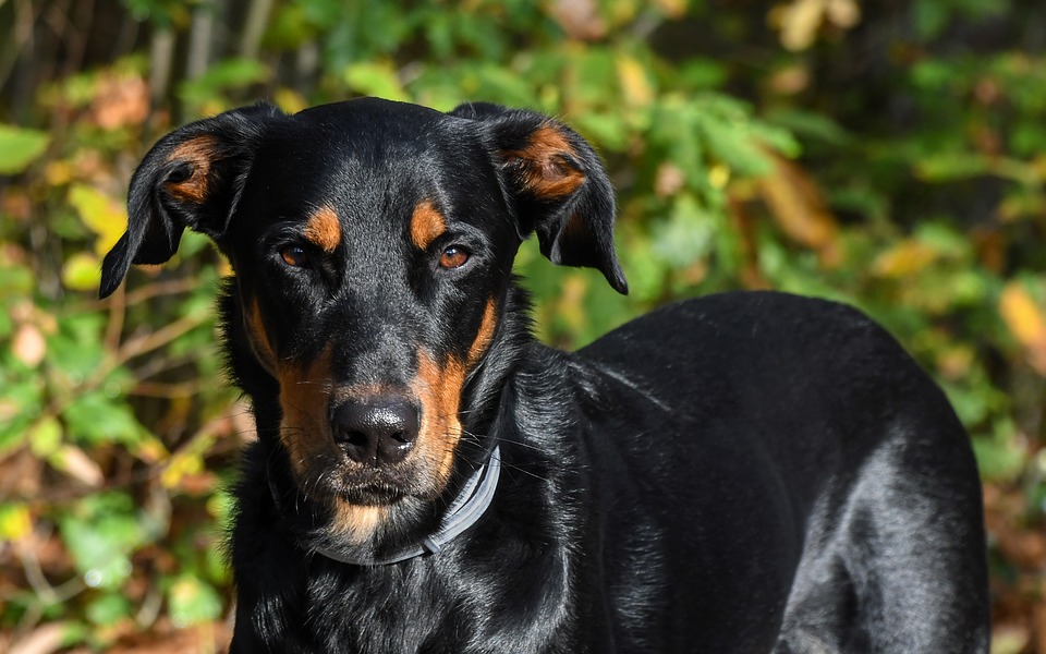 Beauceron zblízka