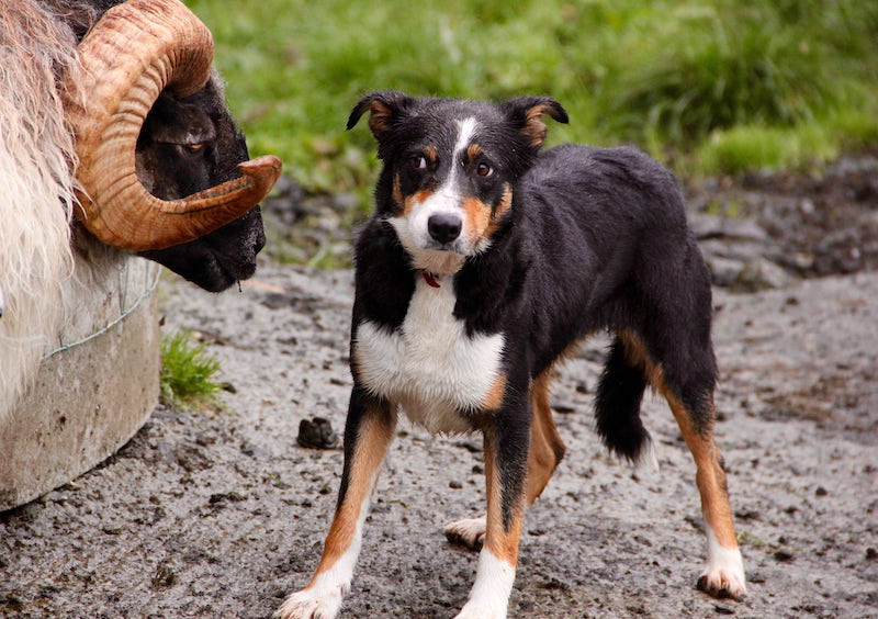 Beauceron a ovce