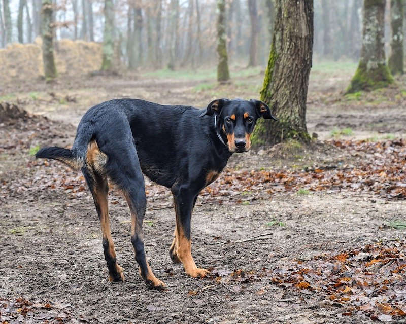 Beauceronský pes