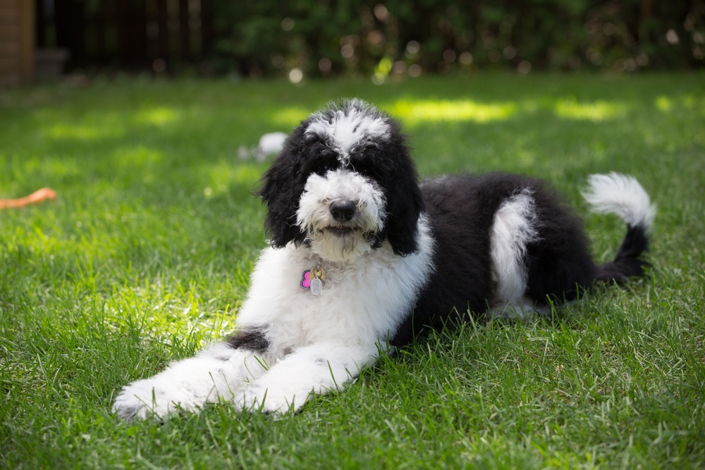 Sheepadoodle | Informace o plemenech psů, obrázky, osobnost a fakta