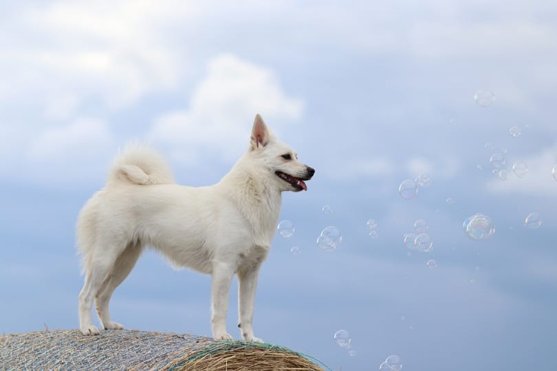 Norský buhund stojící