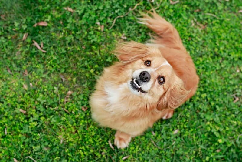 Pom Terrier (mix pomeranian & toy foxteriér): informace, obrázky, vlastnosti a fakta