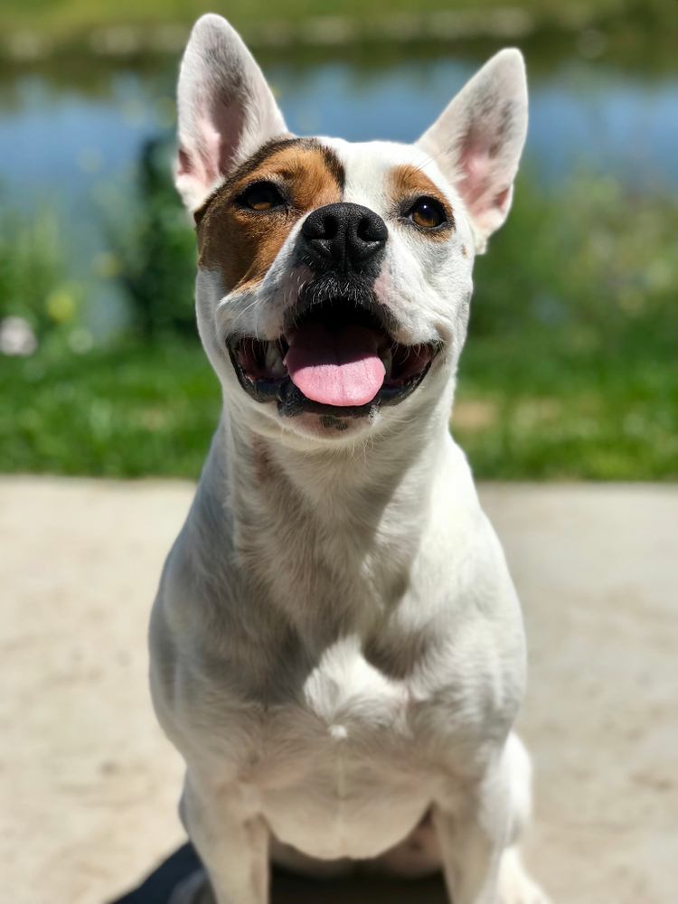 Štěně corgi pit