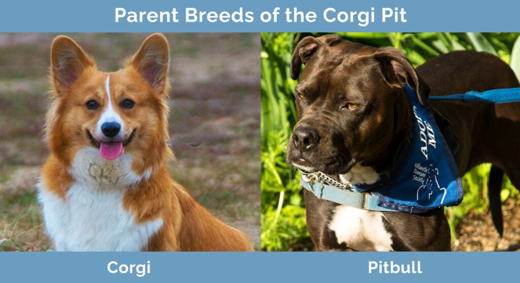 Rodiče Plemena Corgi Pit