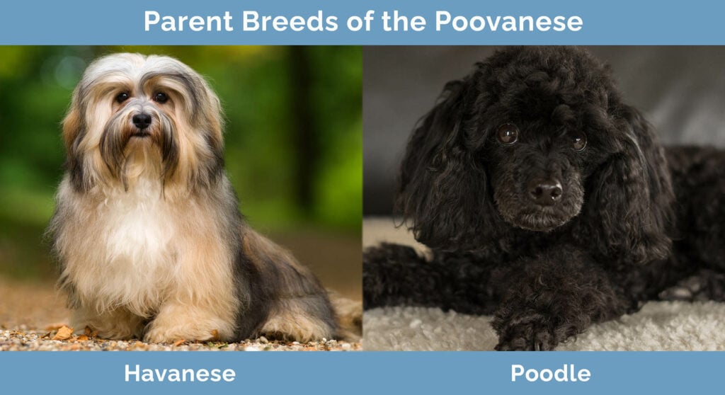poovanese