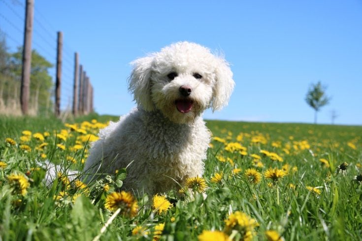 Havapoo (Havanese & Puodle Mix): Informace, obrázky, fakta