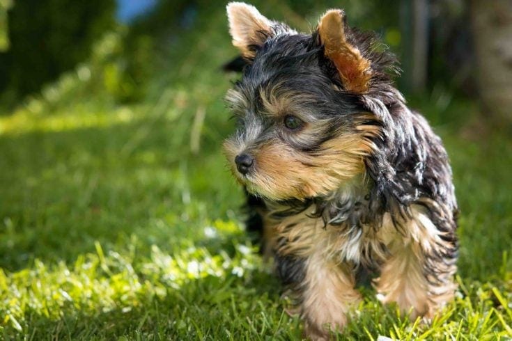 Štěně Yorkipoo
