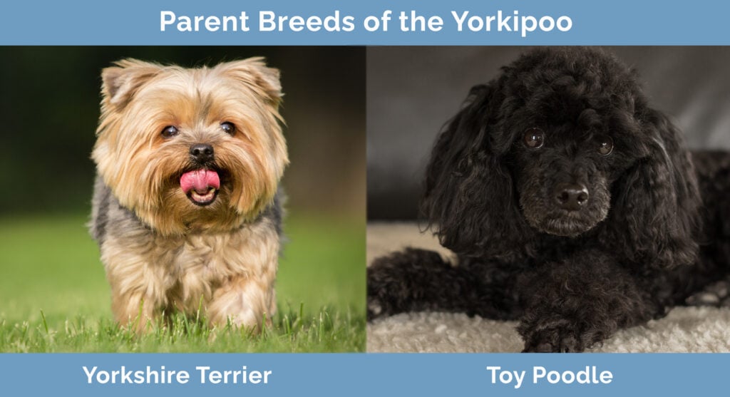 Rodičovská plemena Yorkipoo